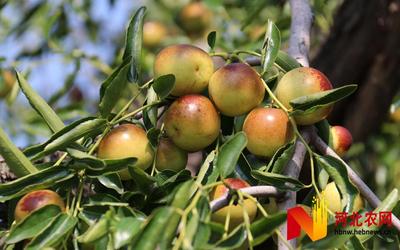 黃驊:冬棗滿枝迎賓朋