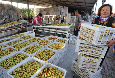河北黃驊:金秋時(shí)節(jié)冬棗飄香