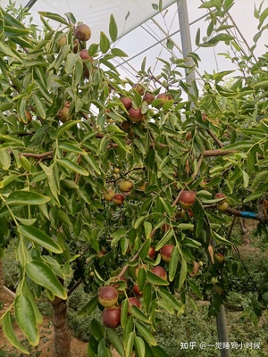 哪里的冬棗最好?山東沾化、河北黃驊、陜西大荔,還是山西、新疆江西或其他地方?