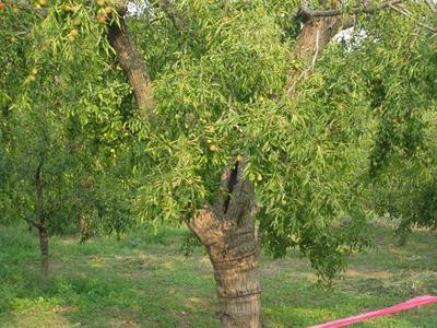 黃驊600年樹齡昭福古冬棗樹——黃驊冬棗節(jié)采風(fēng)